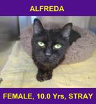 ALFREDA 